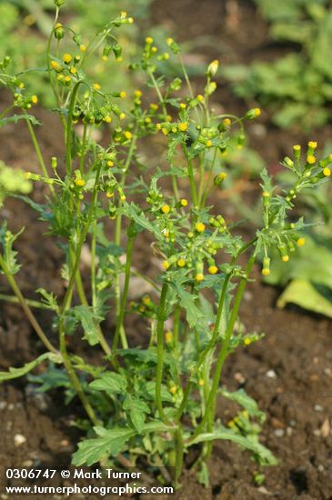 Common Groundsel