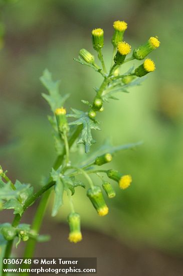 Common Groundsel blossoms & foliage detail