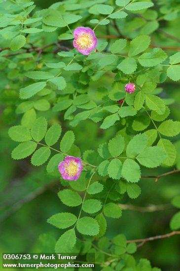 Baldhip Rose blossoms & foliage