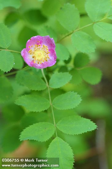 Baldhip Rose blossom & foliage detail