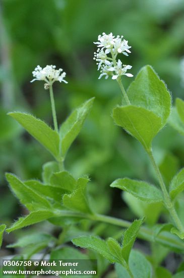Yerba de Selva blossoms & foliage