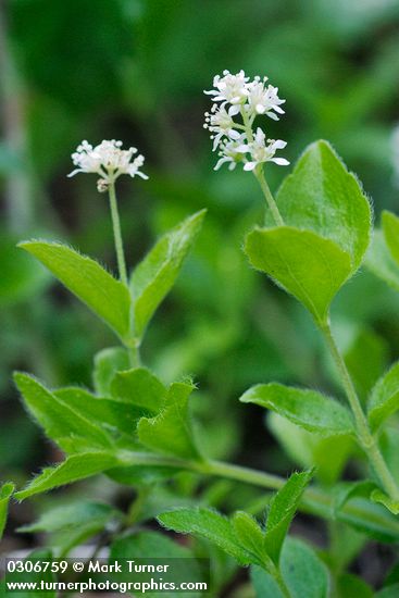 Yerba de Selva blossoms & foliage