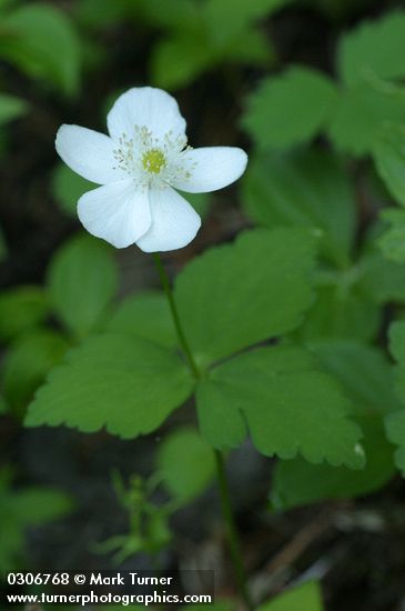 Columbia Windflower blossom & foliage