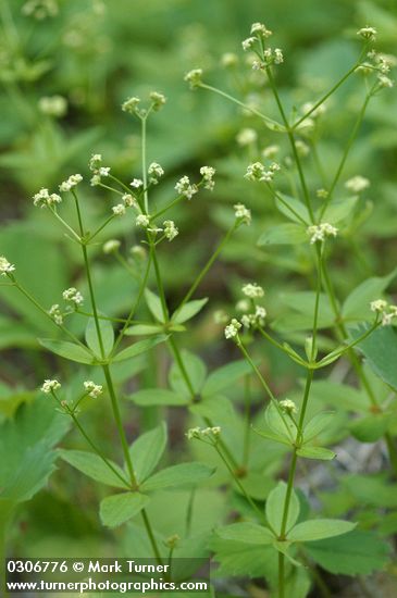 Oregon Bedstraw