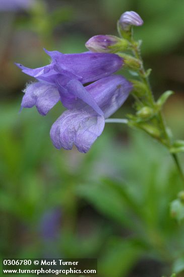 Cardwell's Penstemon blossoms detail