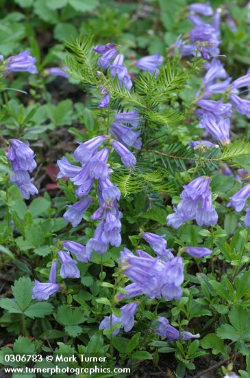 Cardwell's Penstemon w/ young Hemlock tree