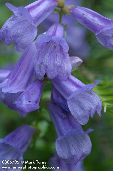 Cardwell's Penstemon blossoms extreme detail