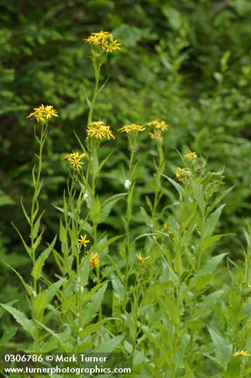 Arrowhead Butterweed