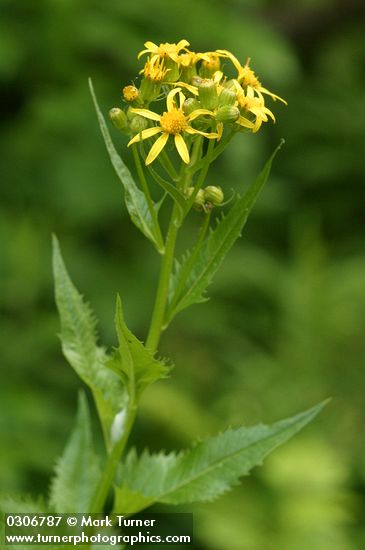 Arrowhead Butterweed blossoms & foliage detail