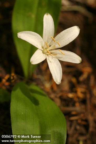 Bead Lily (Queen's Cup)
