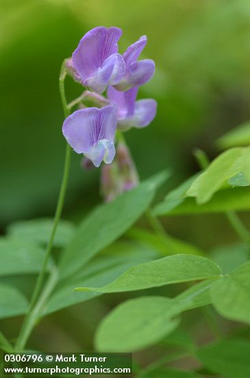American Vetch blossoms & foliage