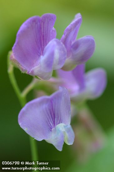 American Vetch blossoms extreme detail