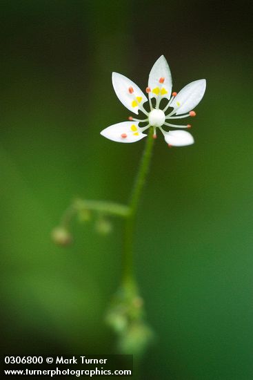 Alaska (Rusty) Saxifrage blossom detail