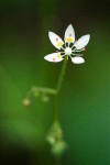 Alaska (Rusty) Saxifrage blossom detail