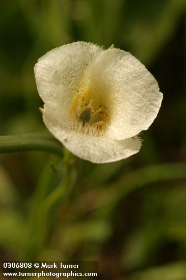 Mountain Cat's Ear blossom detail