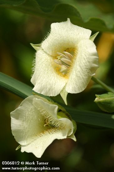 Mountain Cat's Ear blossoms & foliage detail