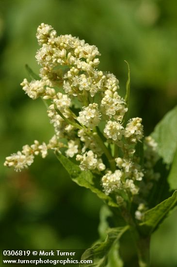 Alpine Knotweed blossoms detail