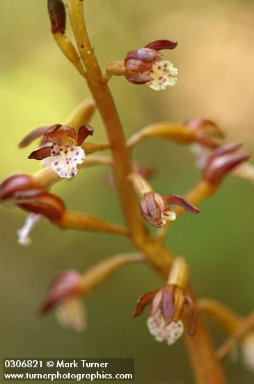 Spotted Coralroot blossoms