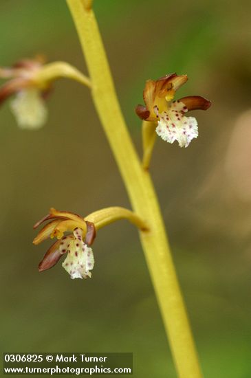 Spotted Coralroot blossoms detail