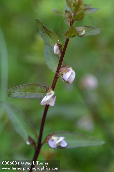 Sickletop Lousewort blossoms & foliage detail