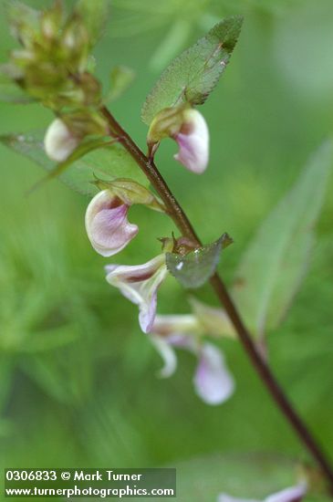 Sickletop Lousewort blossoms & foliage
