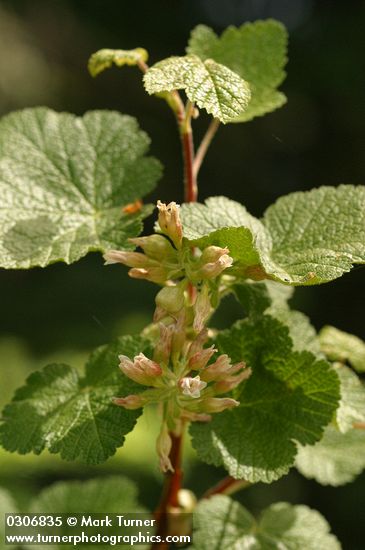 Sticky Currant blossoms & foliage