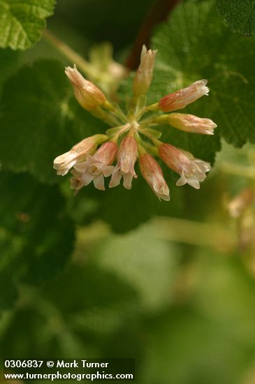 Sticky Currant blossoms detail