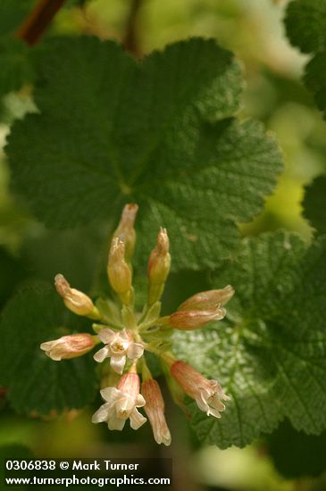 Sticky Currant blossoms & foliage