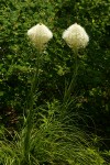 Beargrass
