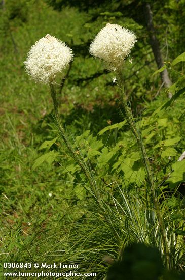 Beargrass