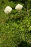 Beargrass