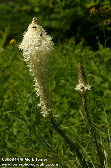 Beargrass blossoms detail