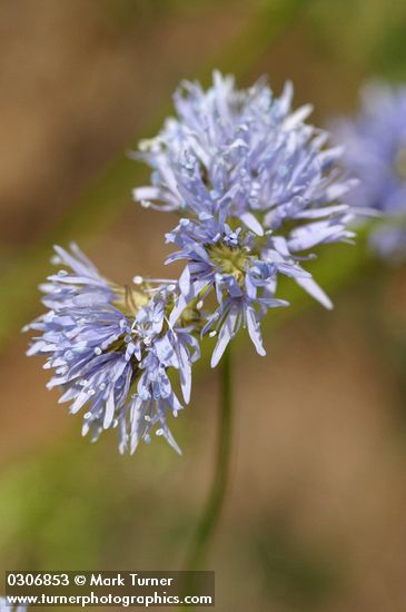 Blue Field Gilia blossoms extreme detail