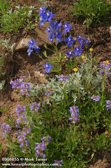 Menzies' Delphinium w/ Small-flowered Penstemon