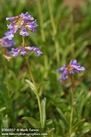 Small-flowered Penstemon blossoms & foliage