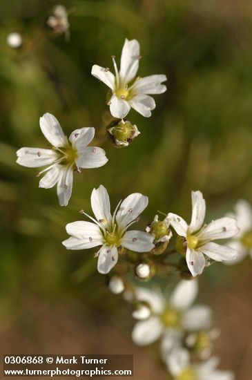 Mountain Sandwort blossoms detail