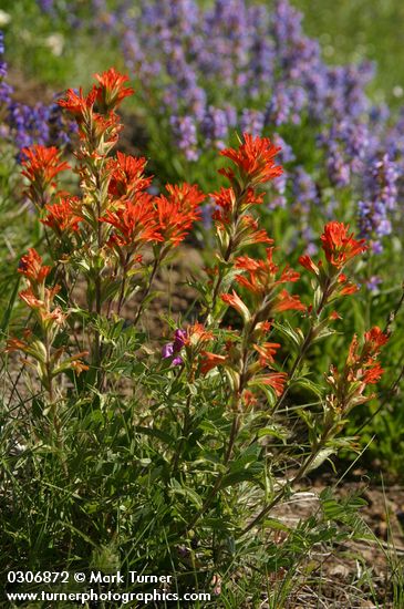 Harsh Paintbrush w/ Small-flowered Penstemon bkgnd