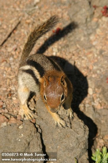 Golden-mantled Ground Squirrel