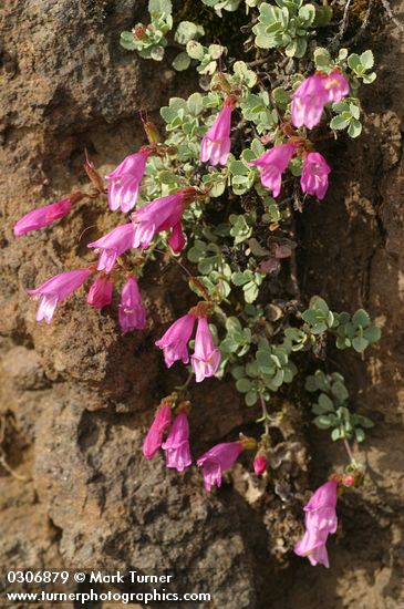 Rock Penstemon