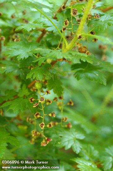 Swamp Gooseberry blossoms & foliage