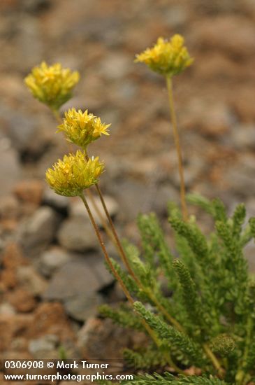 Gordon's Ivesia blossoms & foliage