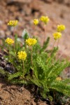 Gordon's Ivesia