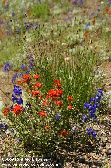 Xeric meadow w/ Harsh Paintbrush, Menzies' Delphiniums, Sedge