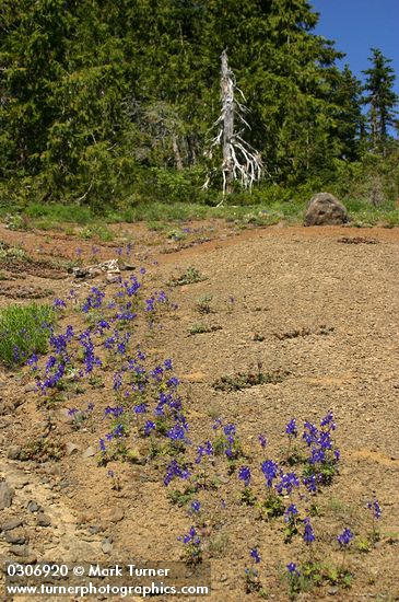 Menzies' Delphiniums in xeric meadow
