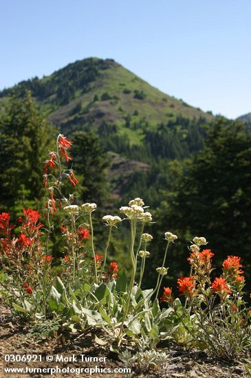 Arrow-leaf Buckwheat, Harsh Paintbrush, Scarlet Gilia w/ Cone Pk summit bkgnd