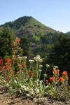 Arrow-leaf Buckwheat, Harsh Paintbrush, Scarlet Gilia w/ Cone Pk summit bkgnd