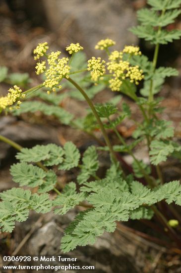Martindale's Desert Parsley