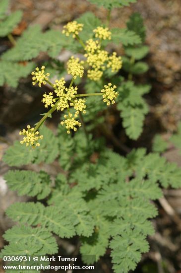 Martindale's Desert Parsley