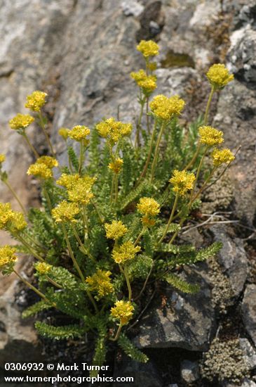 Gordon's Ivesia