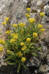 Gordon's Ivesia